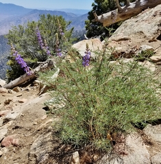 Lupinus hyacinthinus