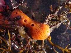 Amphilectus fucorum