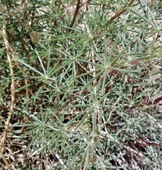 Lupinus hyacinthinus