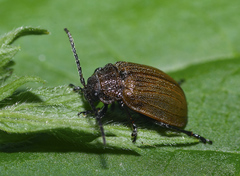 Galeruca pomonae