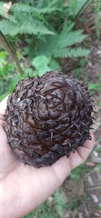 Araucaria angustifolia