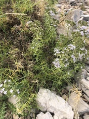 Drypis spinosa jacquiniana