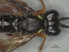 Tenthredo rubricoxis