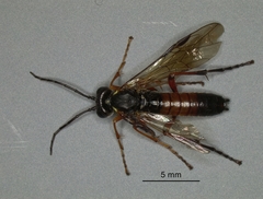 Tenthredo rubricoxis