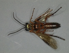 Tenthredo rubricoxis