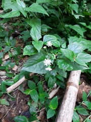 Magnoliopsida