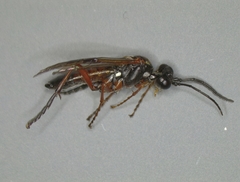 Tenthredo rubricoxis