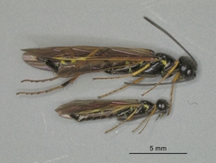 Trachelus troglodyta