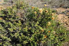 Pteronia onobromoides