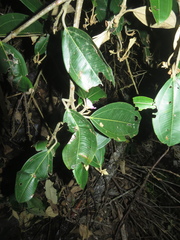 Blakea calyptrata