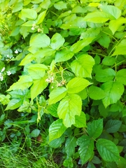 Rubus