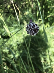 Allium rotundum