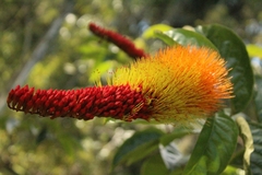 Combretum rotundifolium