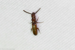 Taphroscelidia linearis