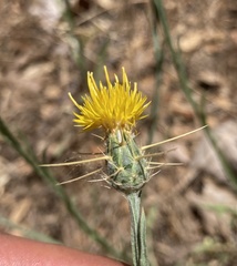Centaurea