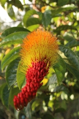 Combretum rotundifolium