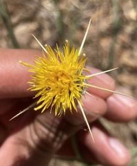 Centaurea