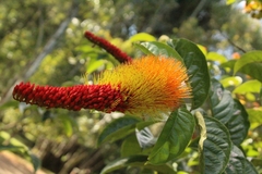 Combretum rotundifolium