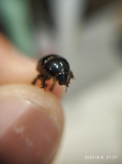 Hybosorus