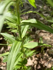 Dianthus barbatus