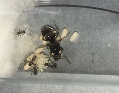 Lasius