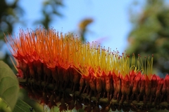 Combretum rotundifolium