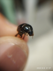 Hybosorus