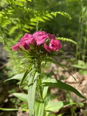 Dianthus barbatus