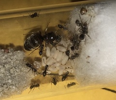 Lasius