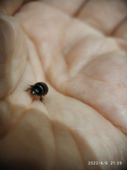 Hybosorus