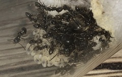 Lasius