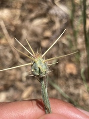 Centaurea
