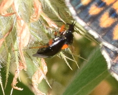 Deraeocoris ventralis