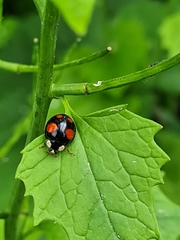 Harmonia axyridis