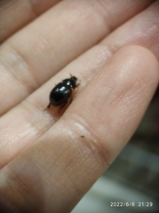 Hybosorus