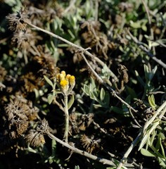 Helichrysum hebelepis