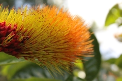 Combretum rotundifolium