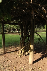 Combretum rotundifolium