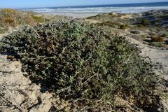 Helichrysum hebelepis