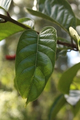 Combretum rotundifolium