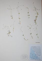 Stellaria umbellata
