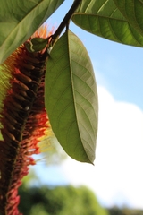 Combretum rotundifolium