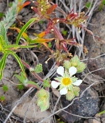 Ivesia sericoleuca