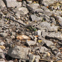 Gomphurus lineatifrons