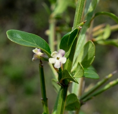 Citharexylum herrerae
