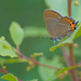 Black Hairstreak - Photo (c) Julia Wittmann, some rights reserved (CC BY), uploaded by Julia Wittmann