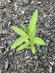 Asclepias
