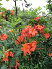Rhododendron calendulaceum