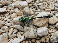Ophiogomphus colubrinus