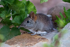 Elephantulus rupestris
